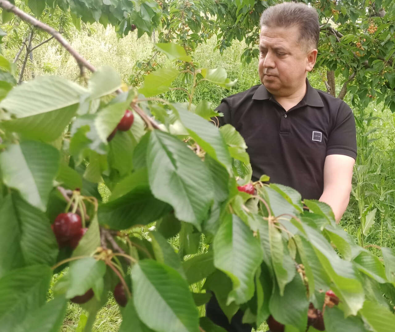 Konya’da mayalı gölün dönüşü kiraza yaradı! Hasat 30 bin tona dayandı 1